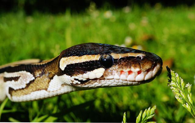 Do Ball Pythons Get Hiccups? The Surprising Answer