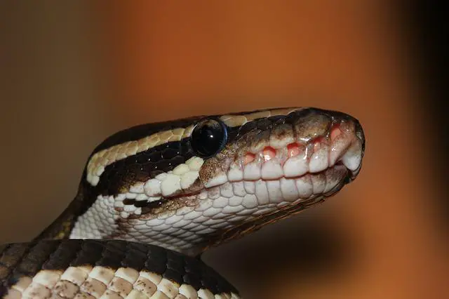 Red Light & Ball Pythons: The Truth About Whether or Not Red Light is Bad For Them