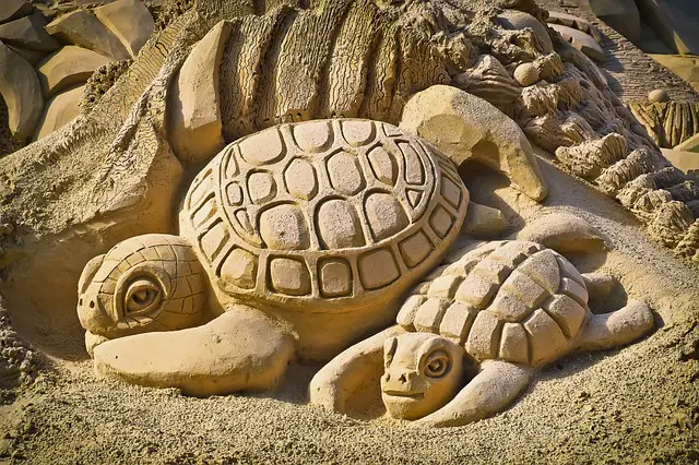 How Many Eggs do African Sideneck Turtles Lay?