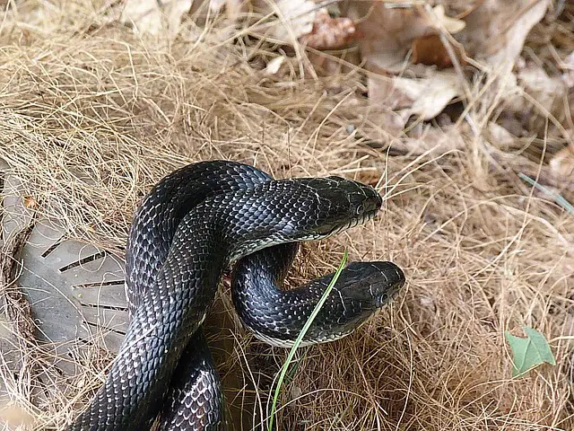 Rat Snakes Living Together: What You Need to Know