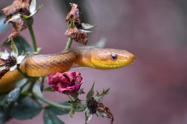 Do Rat Snakes Have Hoods? The Fascinating Answer You’re Curious About