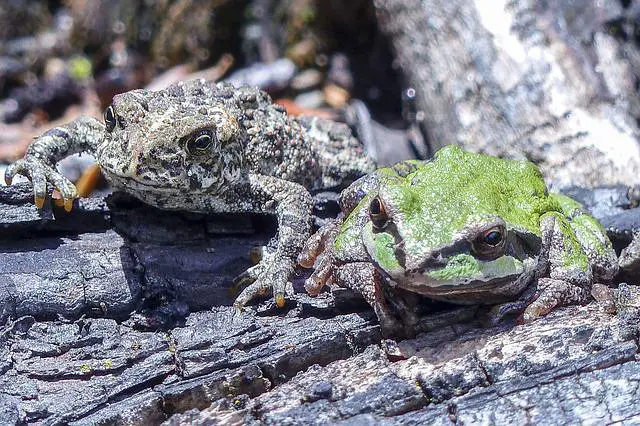 Can white tree frogs live with green tree frogs? The Surprising Answer