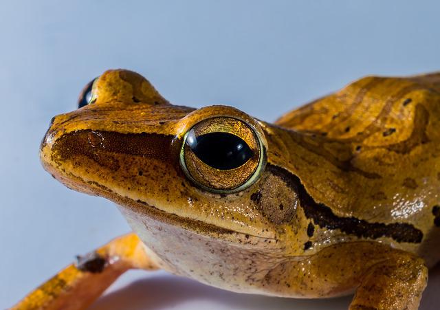Why do white tree frogs turn brown and other colors?