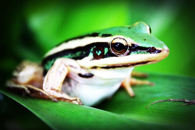 Understanding the different ways that white tree frogs die