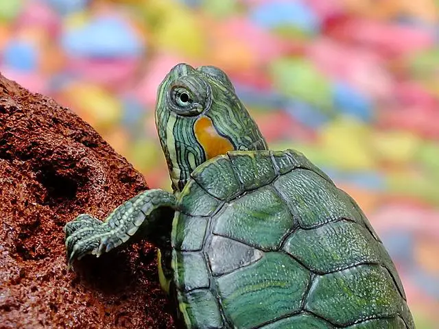 ##Can African Sideneck Turtles Live With Painted Turtles?