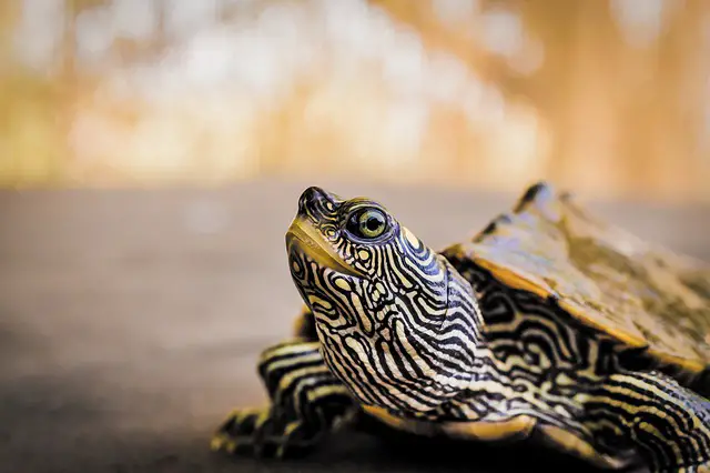 Do Western Painted Turtles Eat Frogs? The Answer Might Surprise You!