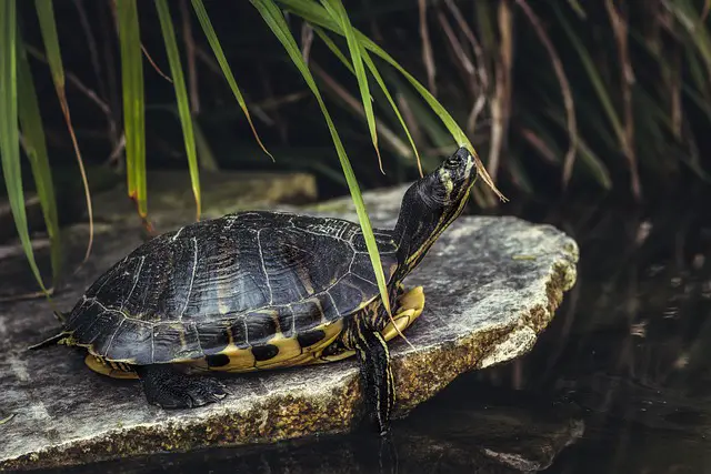 What Do Western Painted Turtles Eat in Captivity?