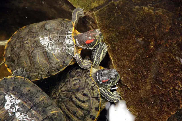 Why Are My Terrapins Fighting and What Can I Do About It?