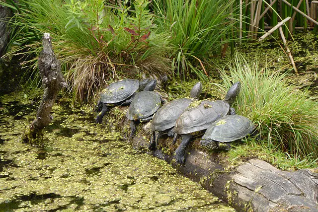 Can African Sideneck Turtles Live in a Pond?