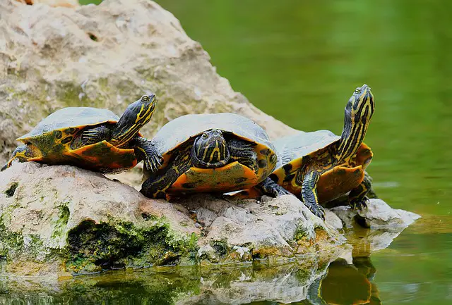 Will Terrapins Eat Ducklings? The Surprising Answer
