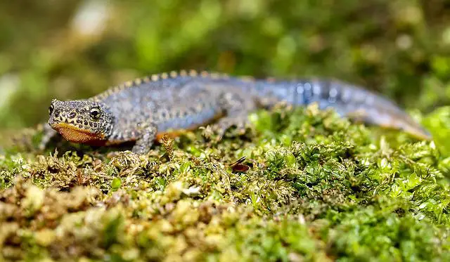 Can fire belly toads live with fire belly newts? A Helpful Answer