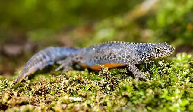 Can you keep smooth newts as pets? See The Answer