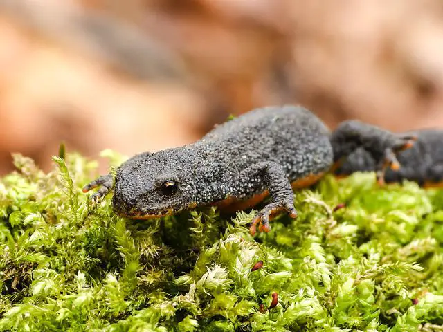 What Do Newts Taste Like? A Guide to the Flavors of Newt Meat