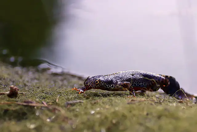 How long can newts stay underwater?