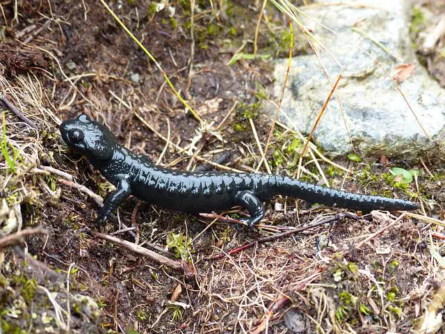 Which Salamanders Are Poisonous A Helpful Guide Reptiles Amphibians