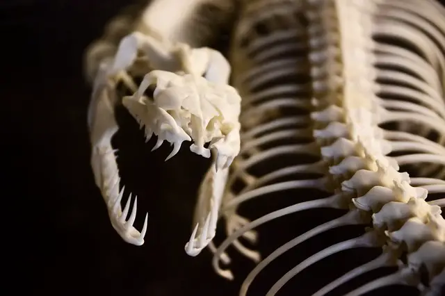 Do Newts Have Bones? An Exploration of Newt’s anatomy