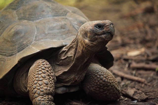Is it Bad for a Tortoise to Be on Its Back? The Dangers of Being Upside Down