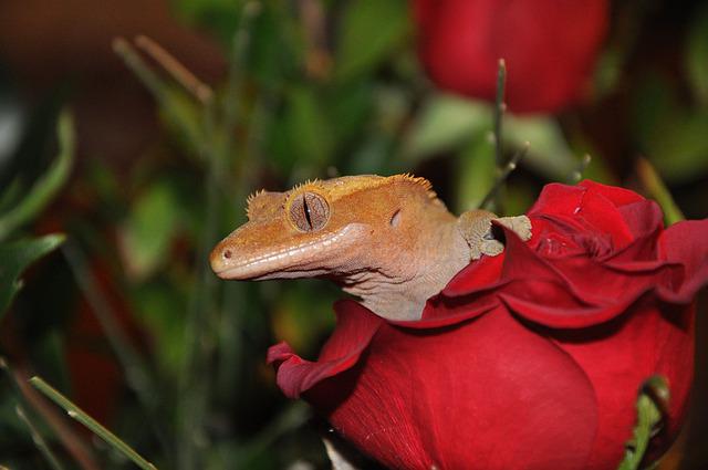 Are Crested Geckos Smart? The Fascinating Answer