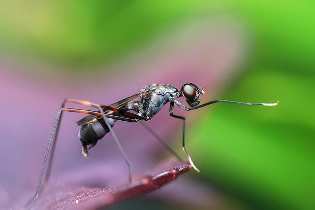 Do Skinks Eat Ants?: The Strange and Surprising Eating Habits of Skinks