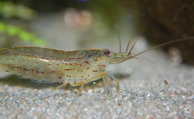 Can African Dwarf Frogs Eat Amano Shrimp? The Surprising Answer