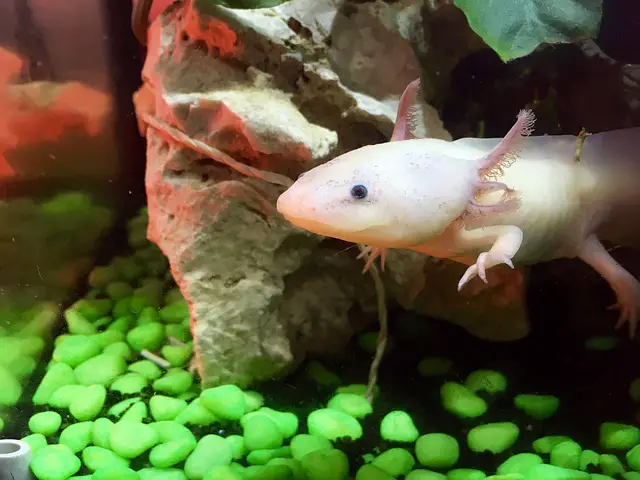 Can Fire Belly Newts Live With Axolotls? An Experts Answer