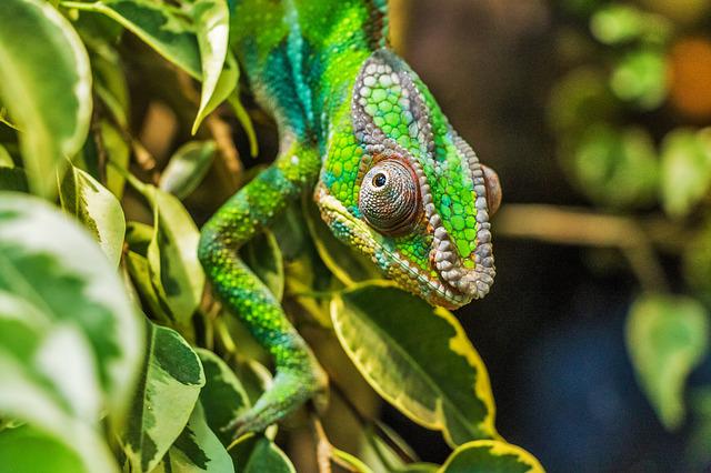 What are the natural predators of a chameleon?