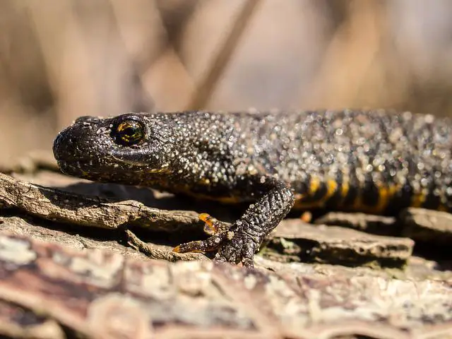What newts are not poisonous? A Helpful Guide