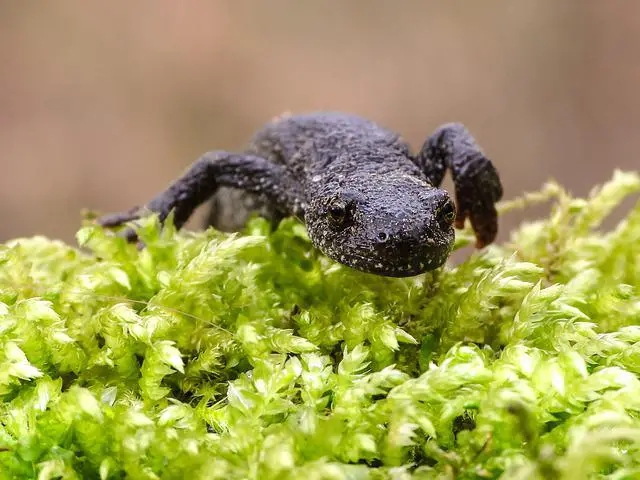 Can you keep smooth newts as pets? A Useful Answer
