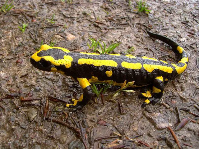 Is a salamander an amphibian? What You Need To Know