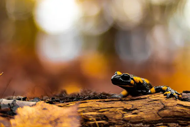 Where do salamanders live? A Useful Guide