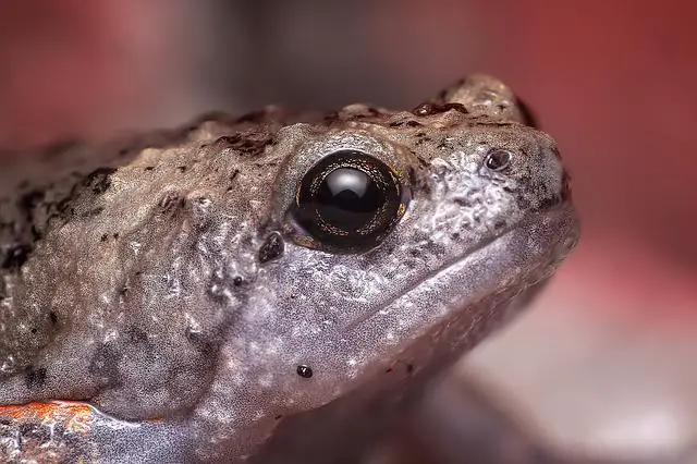 Why are my African dwarf frog’s eyes cloudy?