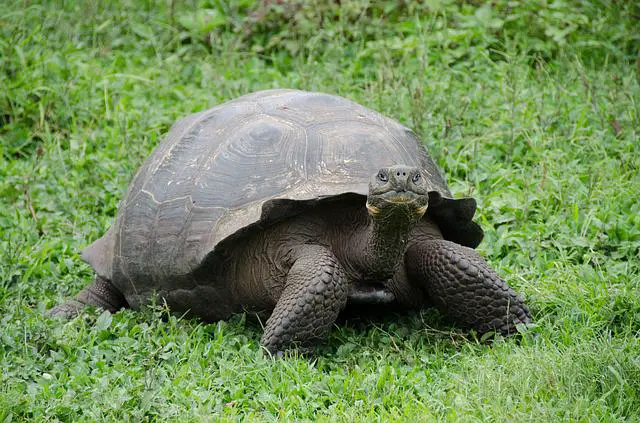 Can you keep a tortoise in an apartment? The Surprising Answer