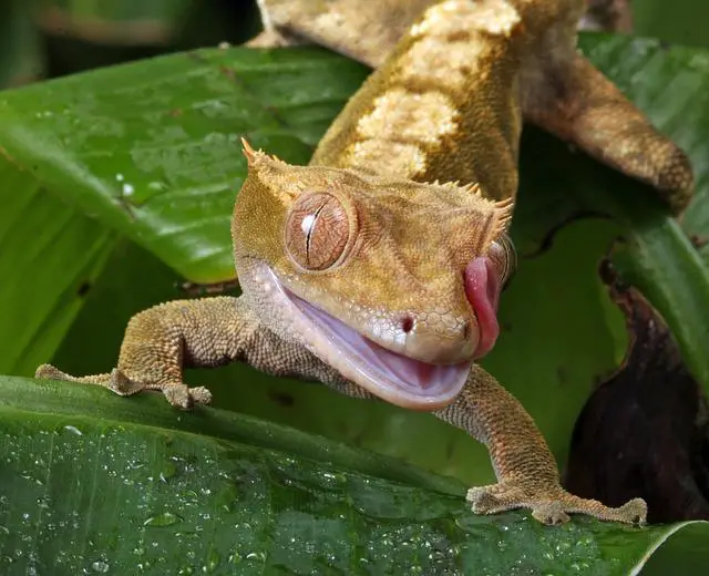 Can crested geckos go outside? What you need to know