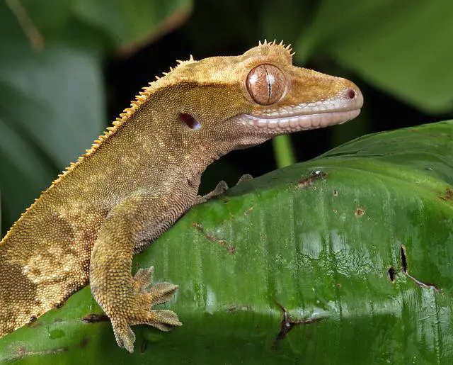 Can You Take A Crested Gecko On A Plane? What You Need To Know