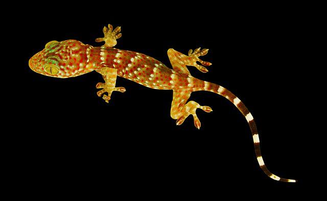 Can You Eat a Leopard Gecko? The Surprising Truth About This Reptile