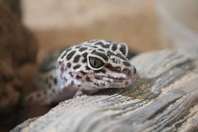 Fire Skink vs Leopard Gecko: Which Lizard is the Right Pet for You?