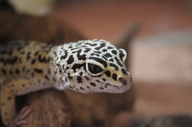 Can a leopard gecko be an emotional support animal?