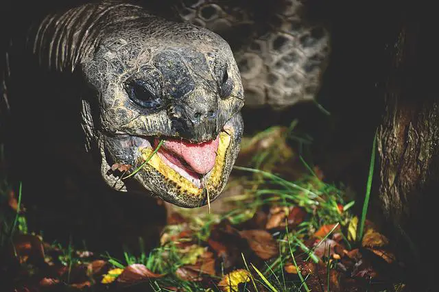 Do Tortoises Sleep with Their Heads Out? This Question and More Answered