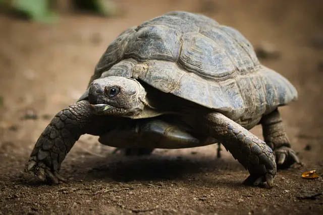 Can Tortoises Drink Alcohol? The Surprising Answer