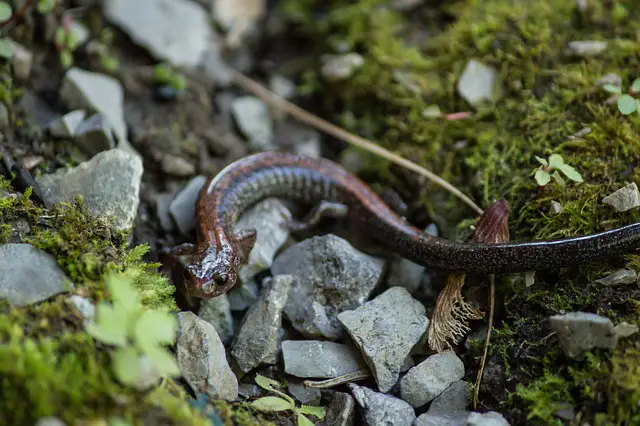 “Can Newts Get ICK?” – The Truth About Newt Parasites