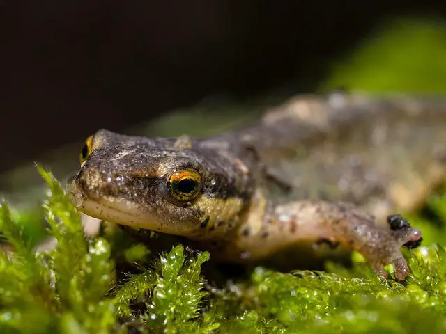 What to feed baby newts? The Best Diet For Newt Growth