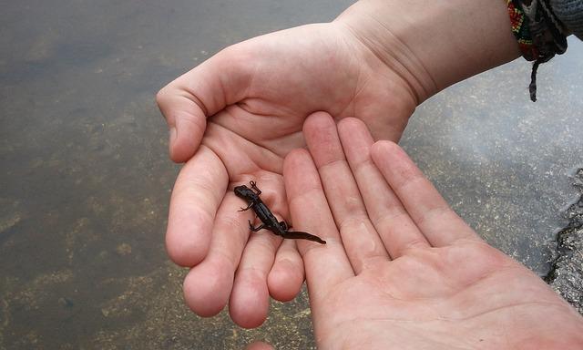 Can you take newts from the wild? The Surprising Truth