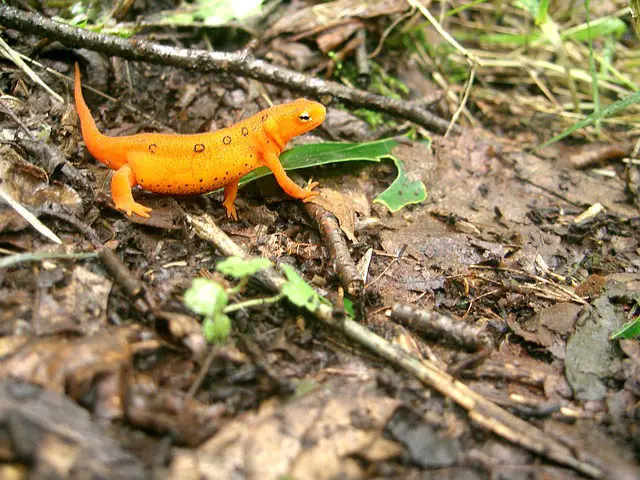 Fire Belly Newts and Fish: A Guide to Compatibility