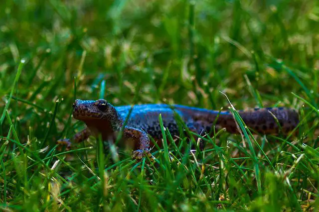 Can Fire-Belly Newts Climb Glass: Fun Facts About These Amphibians