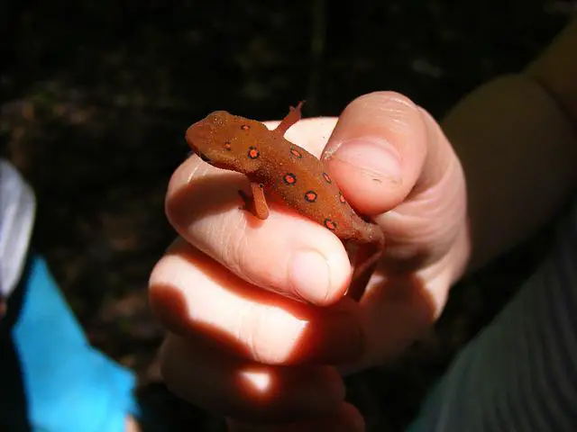 What newts do you need to be a magizoologist? And how to become one