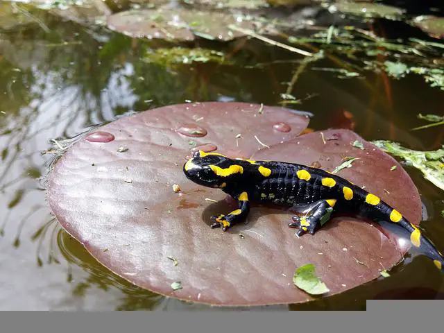 Do Salamanders hibernate? The Surprising Answer