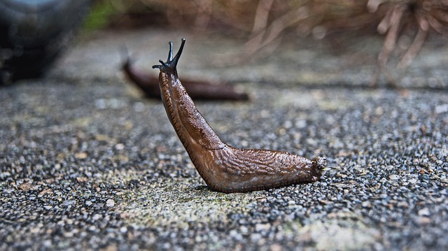 Do Slug Pellets Kill Newts? The Truth About These Chemicals