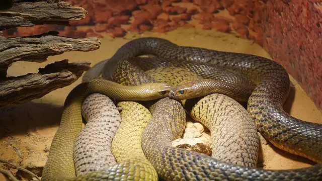 Can Two Ball Pythons Be Housed Yogether? The Answer Might Surprise You.