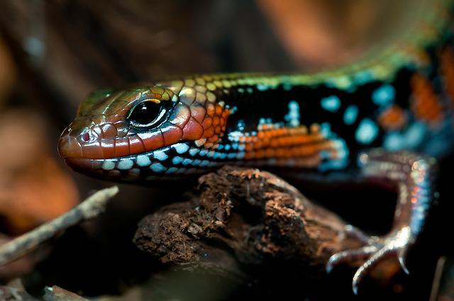 Can Fire Skinks Live Together? A Comprehensive Guide