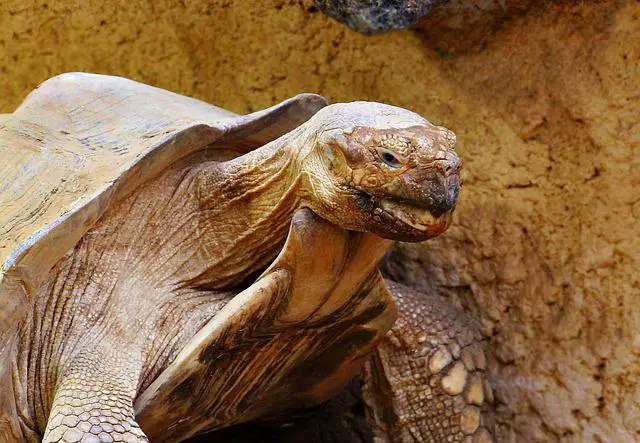 How Do Tortoises Take Care Of Their Eggs? A Helpful Guide